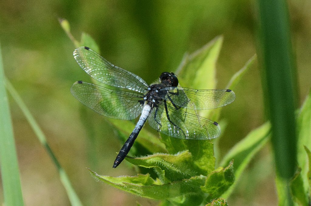 060 2016-06072168 Wachusett Meadow, MA.JPG - Frosted Whiteface Dragonfly (Leucorrhinia frigida). Wachusett Meadow Wildlife Sanctuary, MA, 6-7-2016